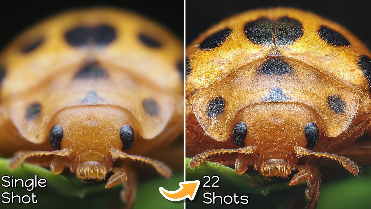 How to Master Handheld Focus Stacking for Better Macro Photos