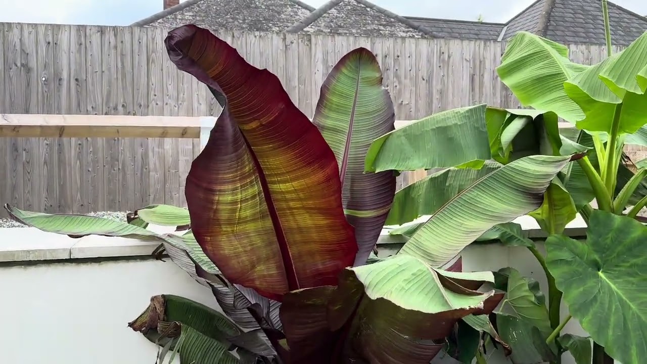 Uk Tropical garden update || 16th September 2023