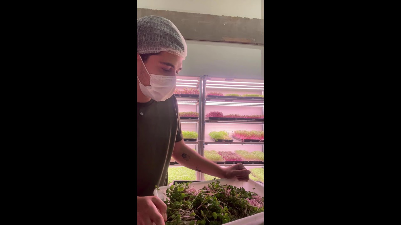 Microverdes: Como Escolher Entre Estufa de Quintal, Indoor ou Híbrido e Vender em Até 60 Dias