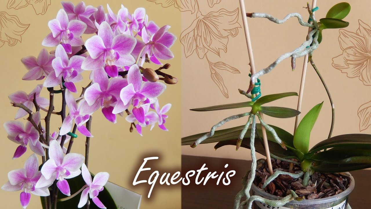 МОИ ОРХИДЕИ ЭКВЕСТРИС | Детки на орхидее | Equestris Wild Pink и Equestris (variation)