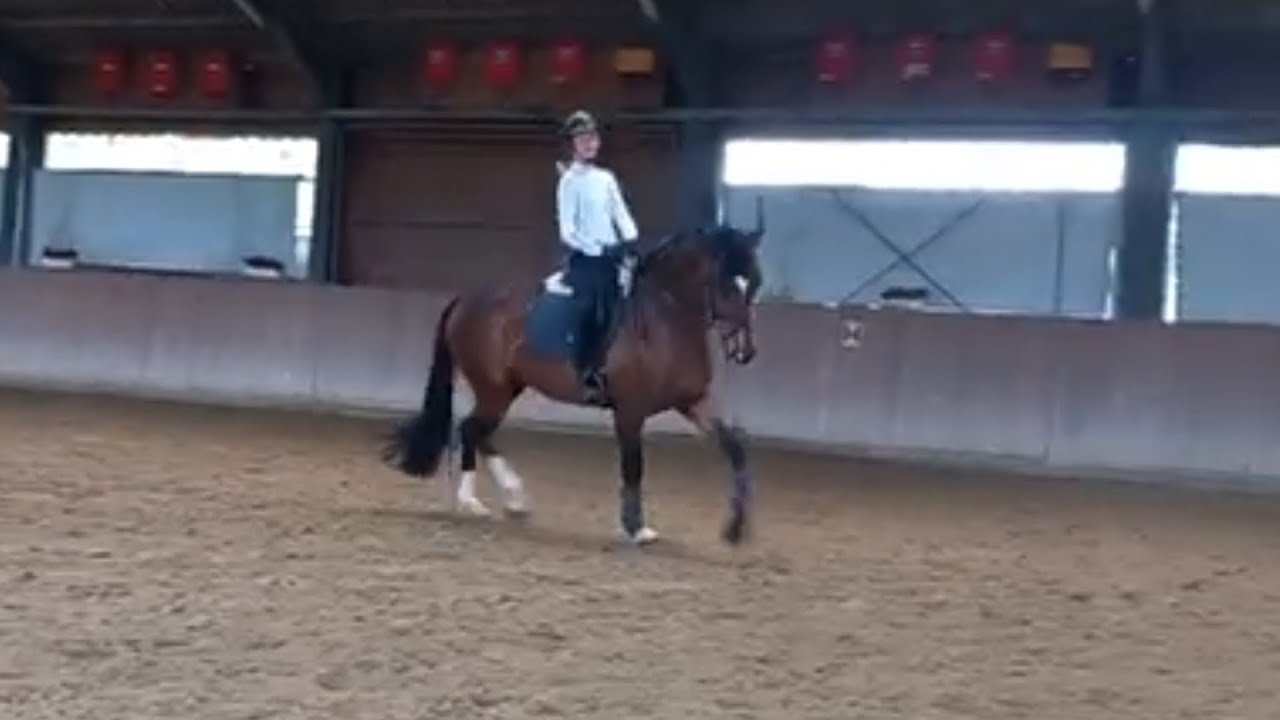 Training 6j. Stute von Escamillo x Ampere und 12j. Mädchen. Teil 2