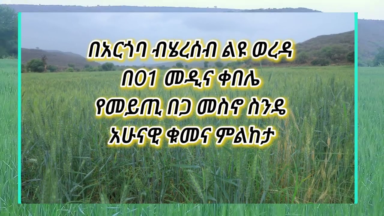 የመይጢ በጋ መስኖ ስንዴ  ቁመና ከፊል ገፅታ፦