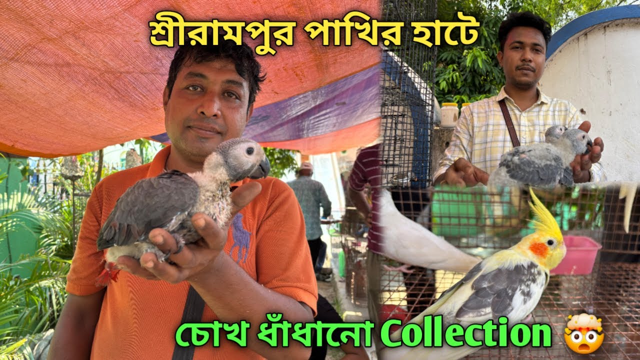 Serampore Pet Market 💥|🔥 Recent Bird Price Update | Premium Quality Grey Parrot, Lorikeet Etc.🤯
