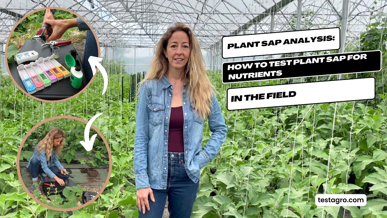 Plant sap analysis: how to test plant sap for nutrients in the field