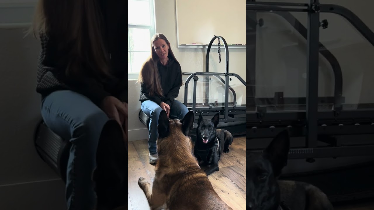 2 Weeks Using A Treadmill With The Dogs #dogmom #dogtreadmill #dogexercise #doglover