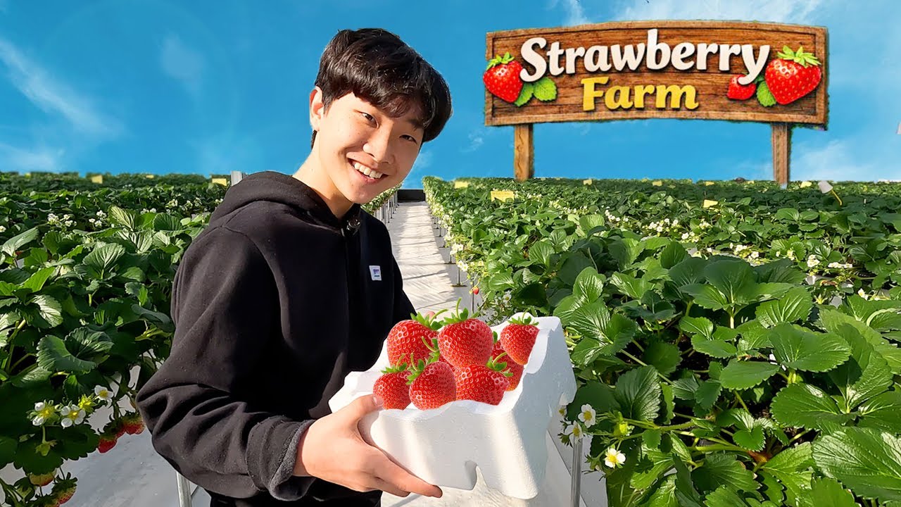 клубничная ферма для детей Yejun Visit Strawberry Farm for Kids