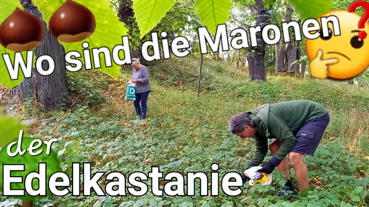 🌰 Maronen der Edelkastanie als Saatgut für Jungbäume sammeln 🌳 Castanea Sativa #bäume #garten #wald