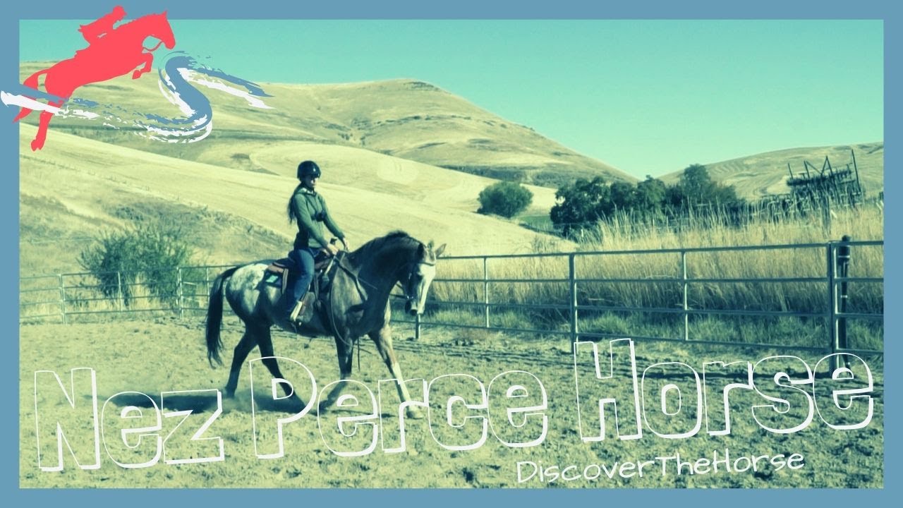 From the Tribe that Bred the Appaloosa: Riding the Nez Perce Horse | DiscoverTheHorse [Episode #30]