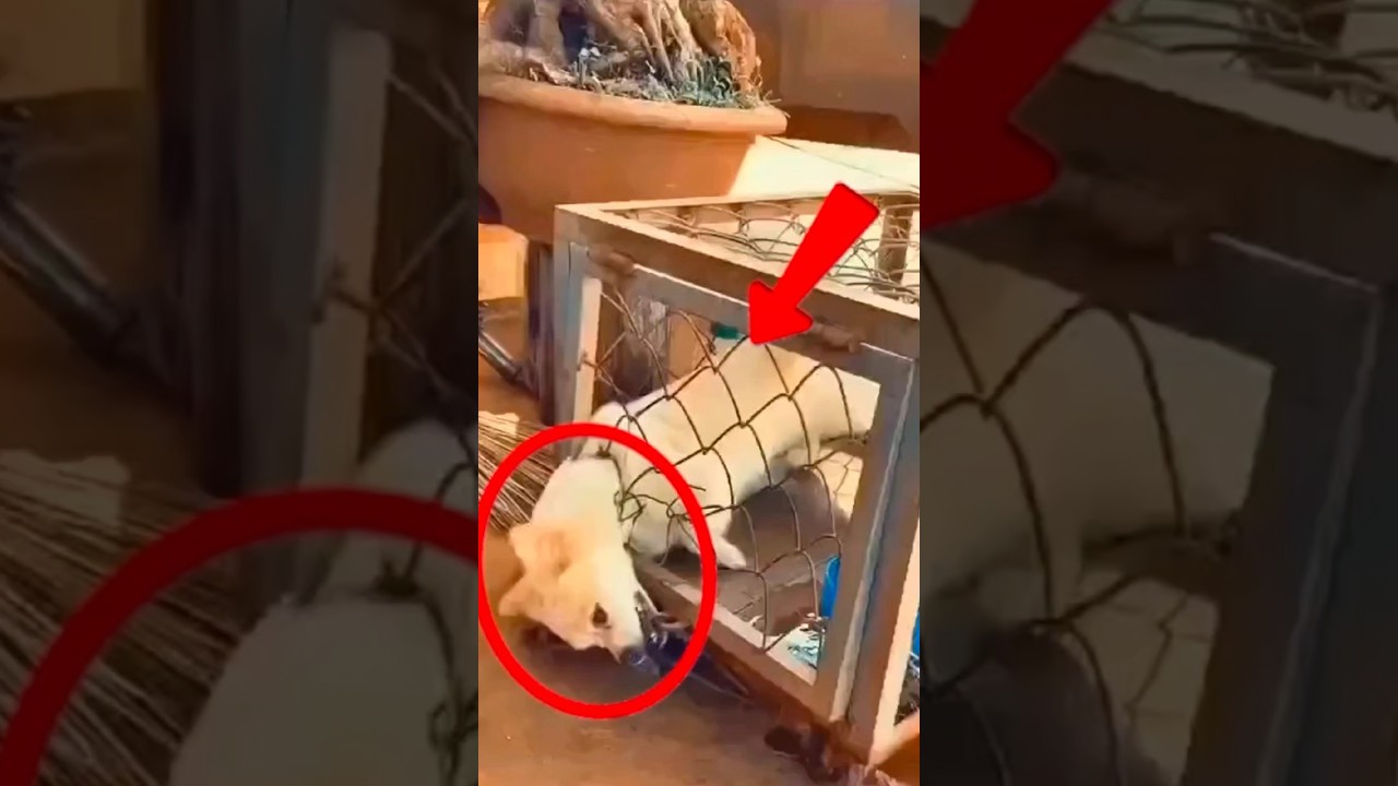 Top 3 Genius Dogs Who Escaped Like Pros! #1 Will Blow Your Mind 😂🐾