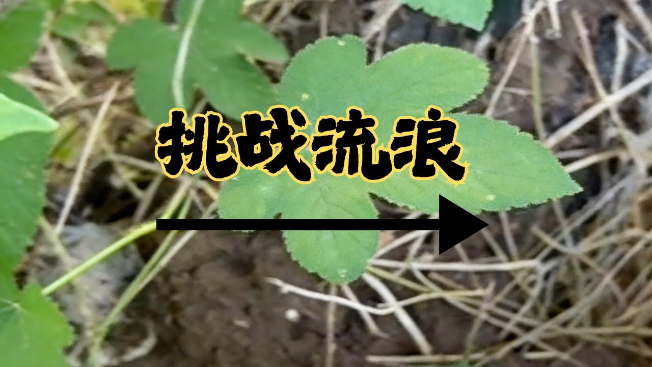 硬核开启挑战流浪 100 天！沉浸式户外荒野体验，解锁大自然野外生活实录 #户外 #大自然 #野外生活纪录片