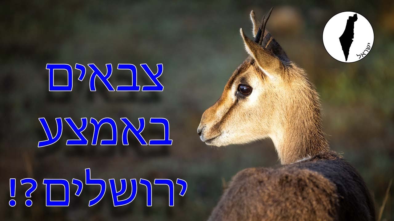 פארק עמק הצבאים | רון ונעמה מטיילים בישראל | פרק 5