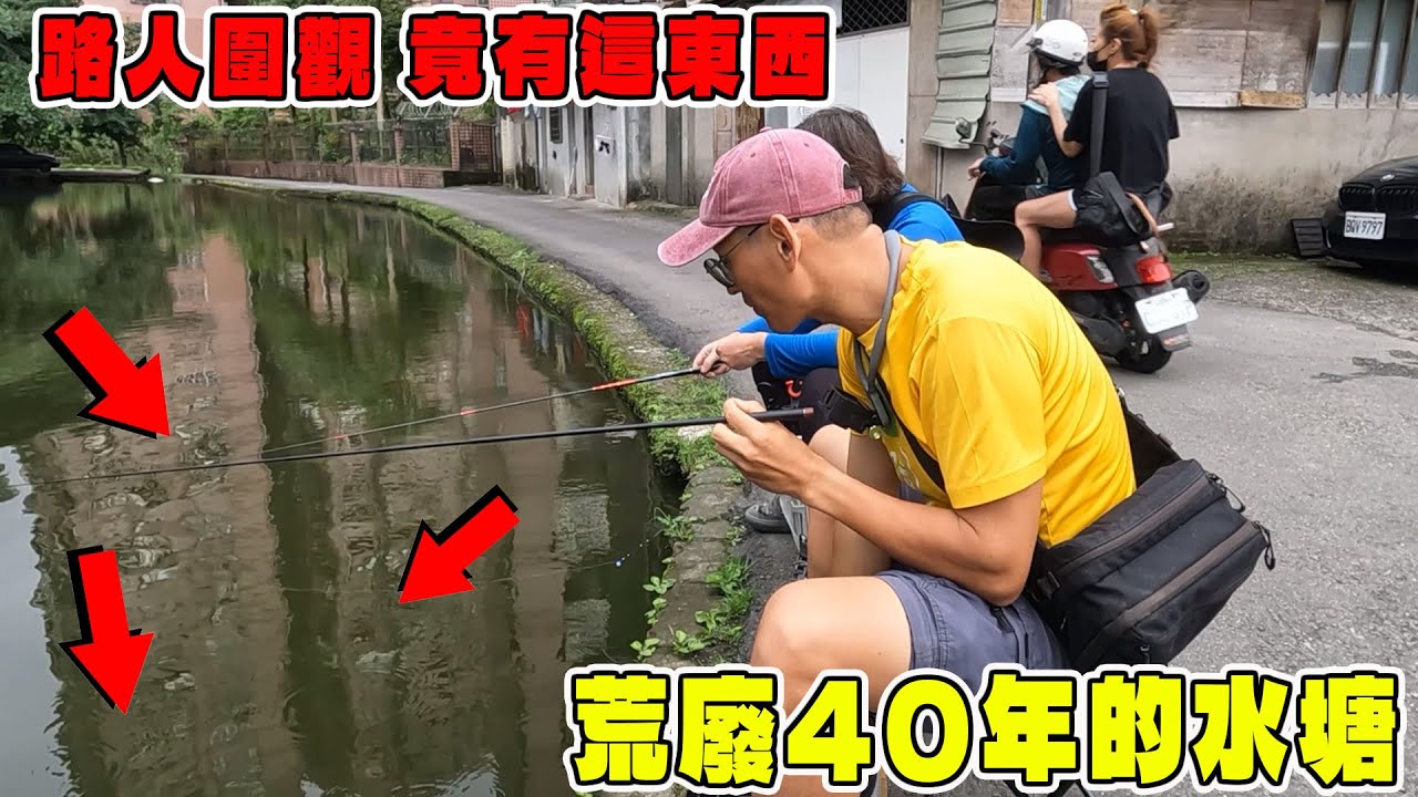 一個荒廢40年的水塘 竟然藏著這種珍貴的魚 實在太美了 微物釣 牛屎鯽 【漁樂爽報】Fishing Fun NEWS EP167 #釣魚 #钓鱼 #北部釣點
