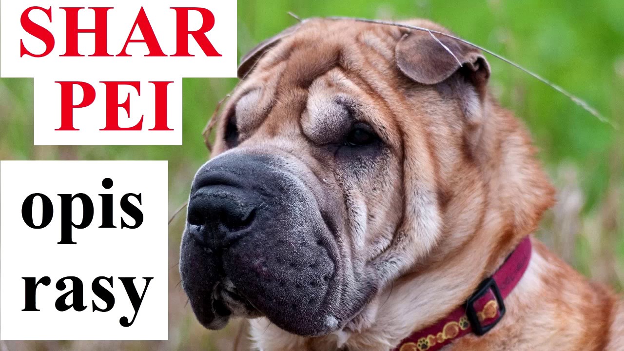 SHAR PEI - OPIS RASY, charakter, zdrowie, historia, wady i zalety
