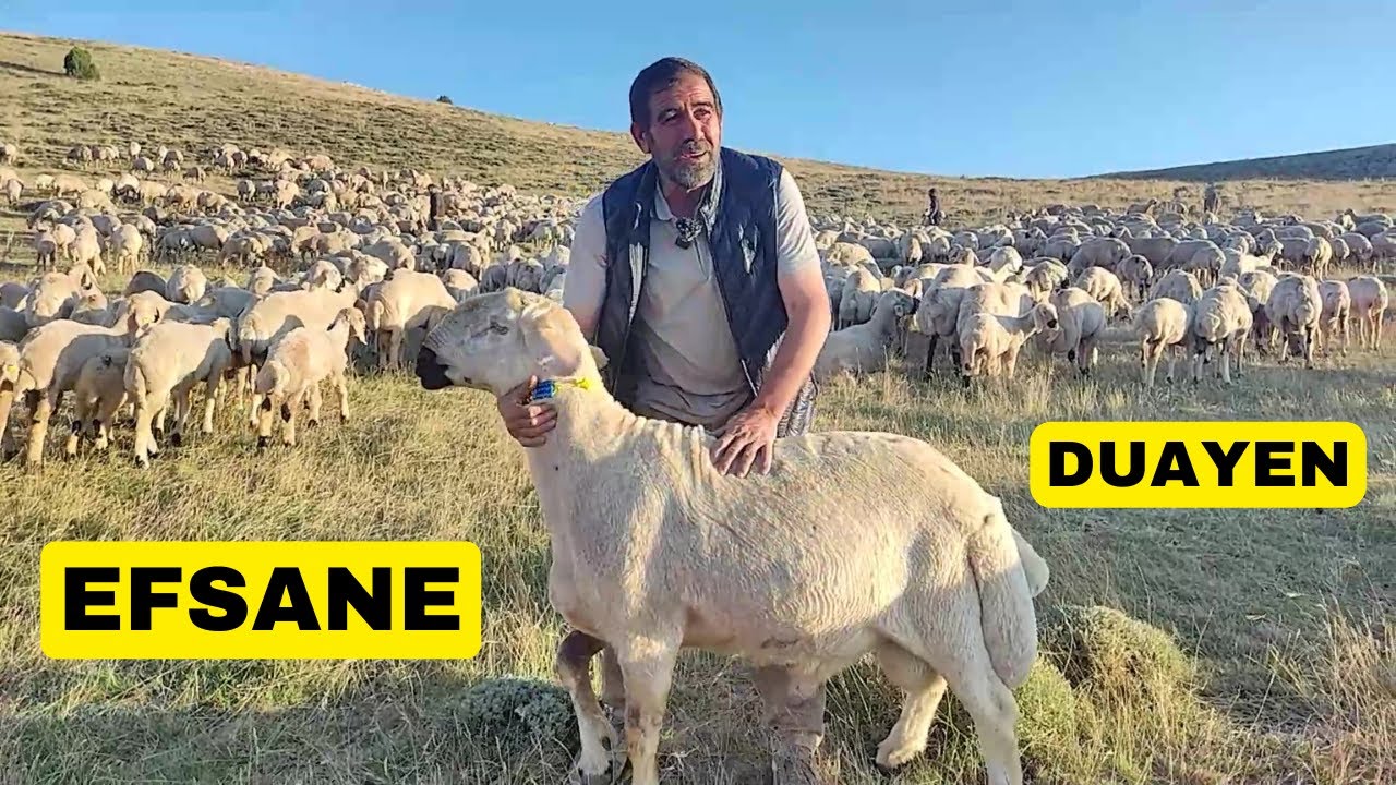 KANGALIN DUAYENİ SADETTİN KAMA (Tabular Yıkılıyor Gerçek Bilgiler)