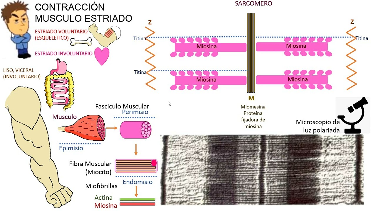 FISIOLOGÍA Clase 6: CONTRACCION MUSCULO ESQUELETICO