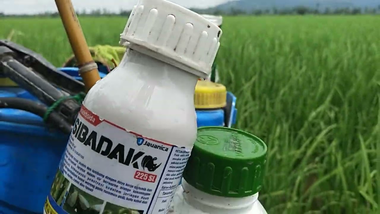 Pengaplikasian Fungisida dan Insektisida pada tanaman padi 