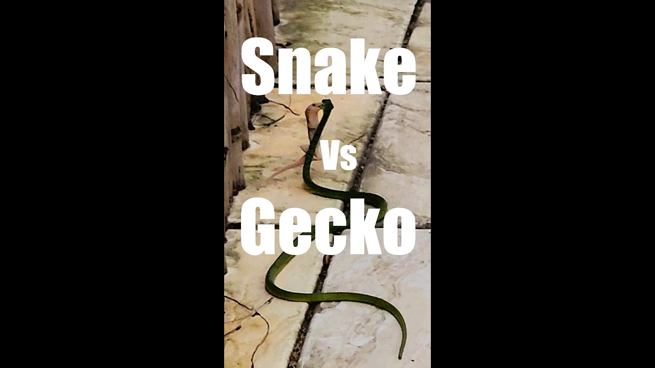 Snake vs Gecko 😳 Real Wildlife Battle Caught on Camera (Unbelievable Ending)