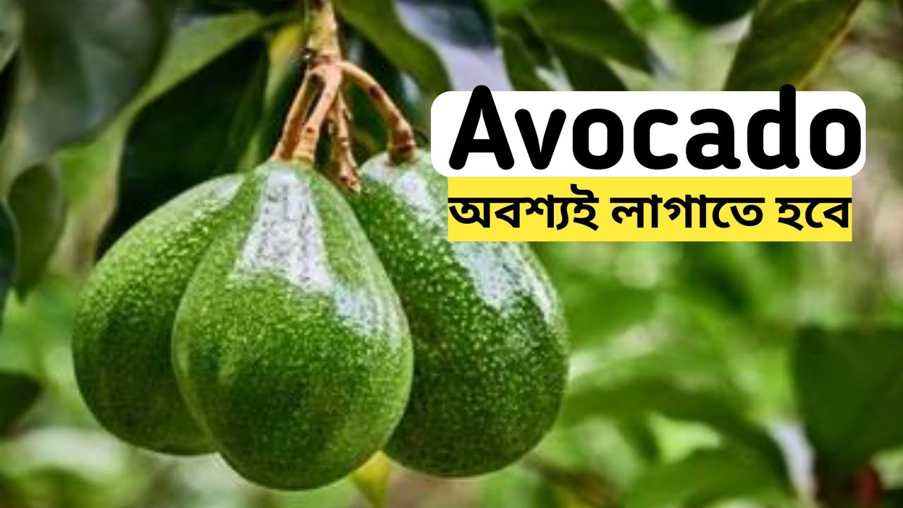 avocado fruit / avocado fol / avocado / agro bulletin bangla
