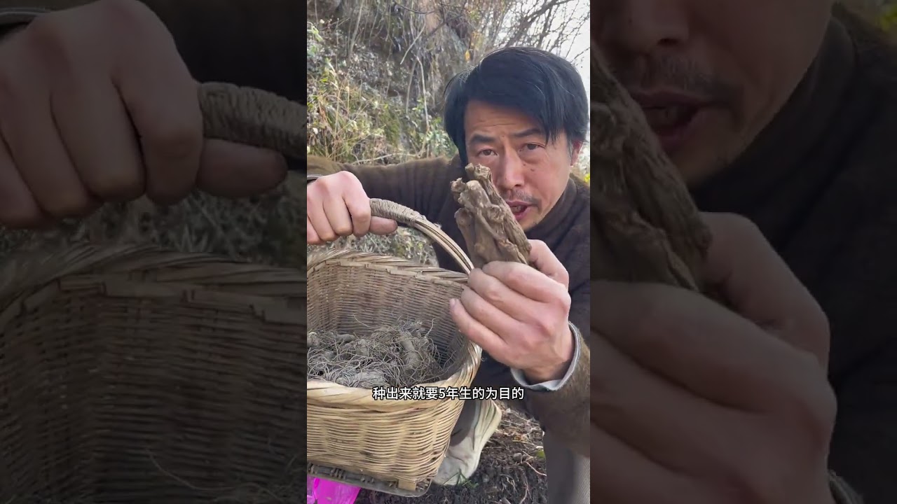 Today I moved the three-year-old Zhejiang Atractylodes macrocephala and plan to plant it f