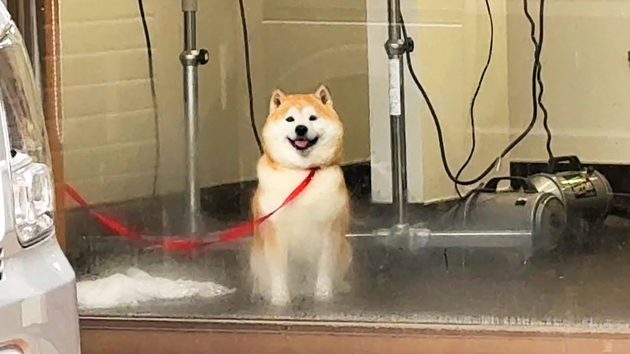 Shibe happily spots his family through the pet hotel window and shows off his amazing sitting skills