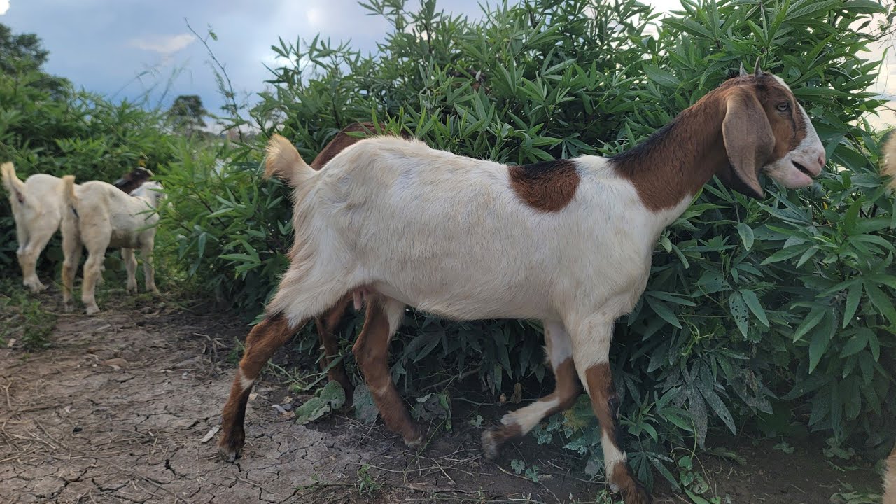 My goats are raised so they can eat grass, but they don't know how to eat grass.