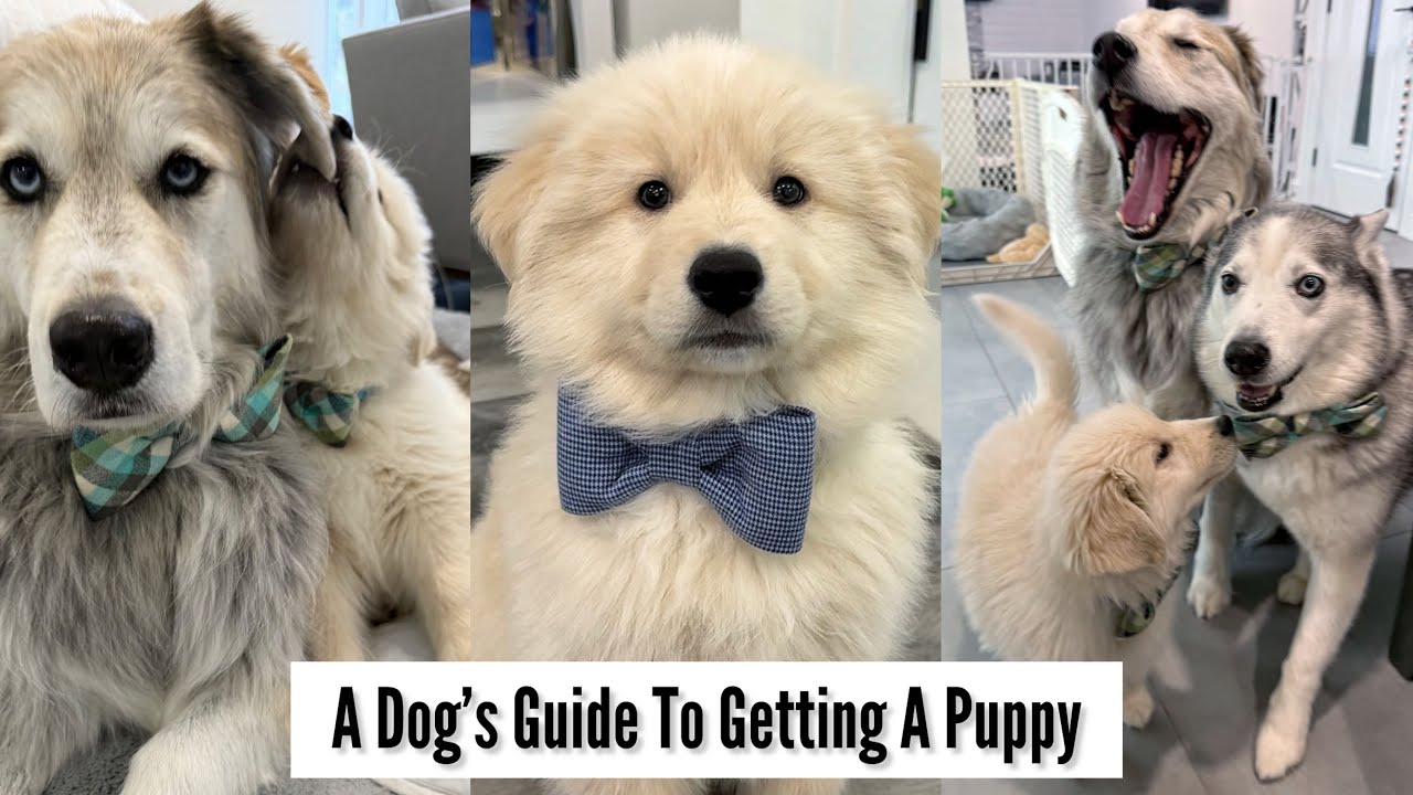 Dog’s POV: A Dog's Guide To Getting a Puppy