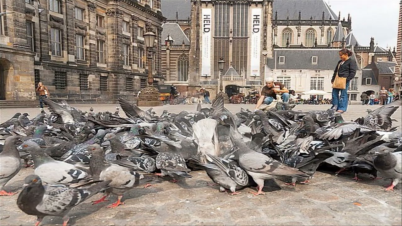 De duiven op de dam van Tante Leen