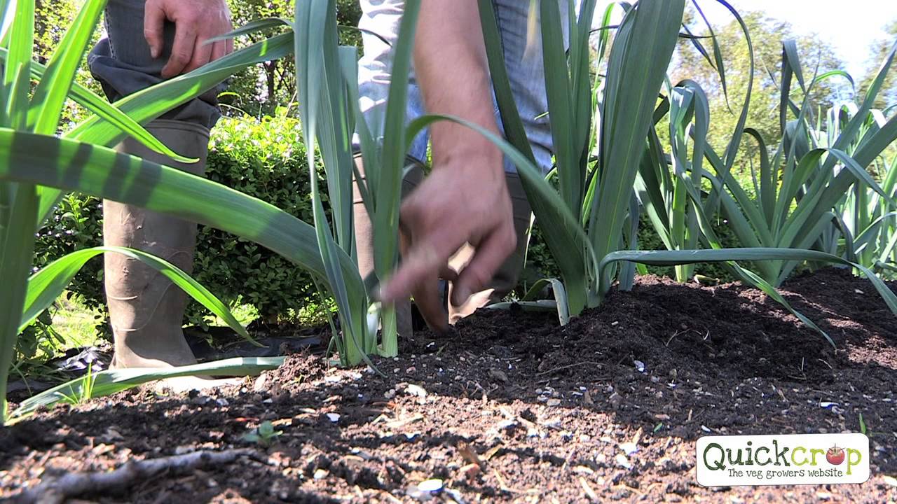 How To Grow Leeks - An Easy To Follow Guide