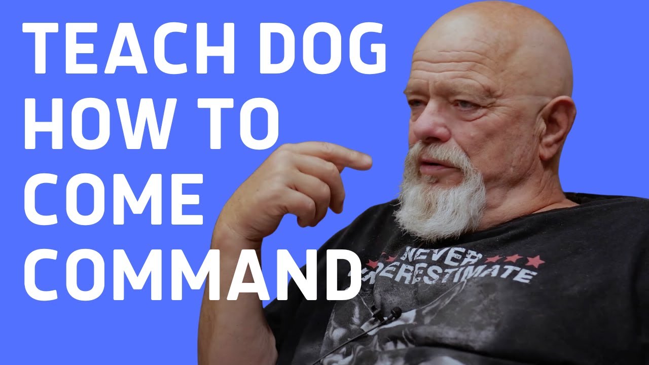 How to teach dog to come command