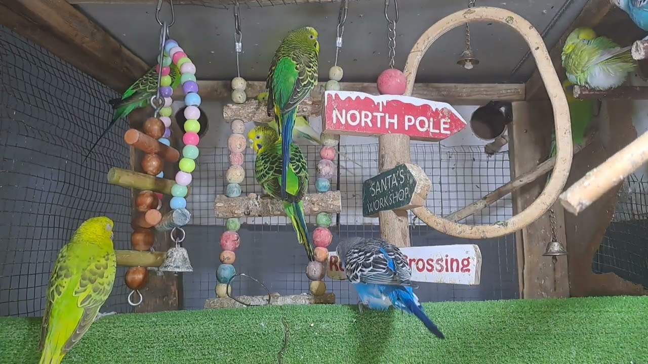 “When your pet is funnier than your friends 😂🦜”