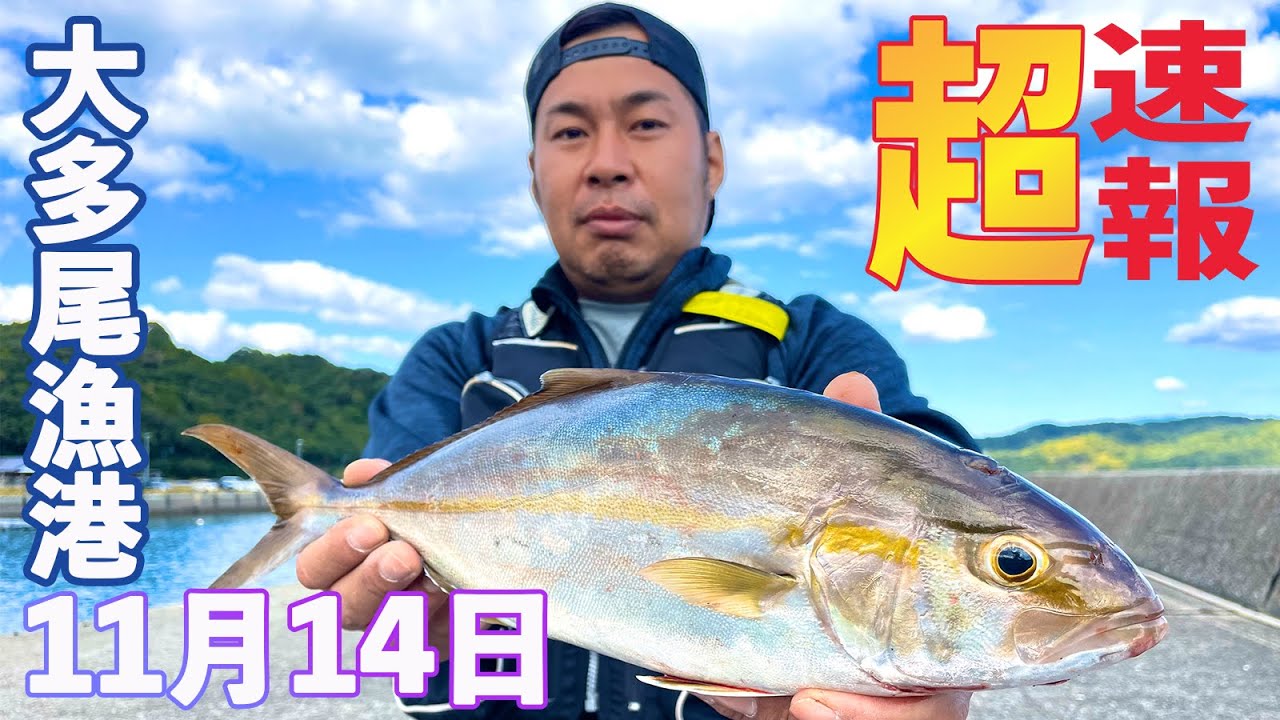 速報！11月14日、大多尾漁港（天草市）で青物乱舞！明日釣るならココ！