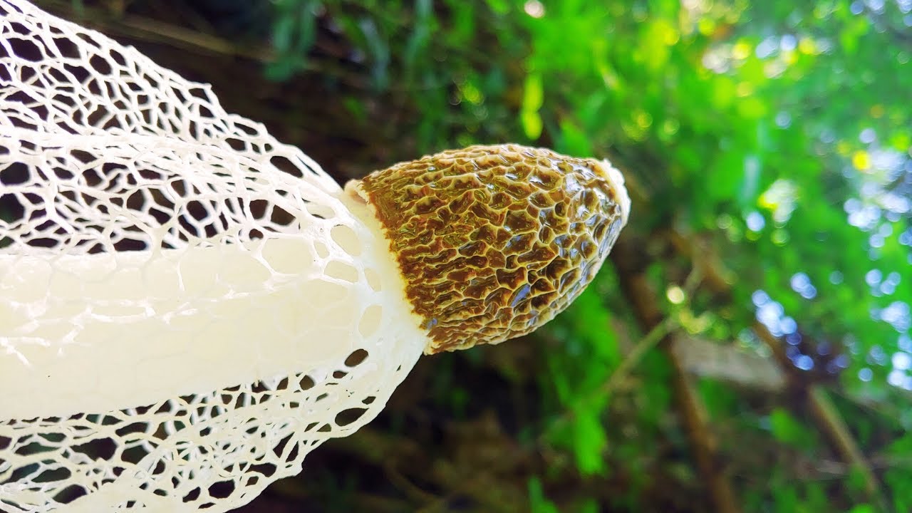 3 Strangest Mushrooms on Earth (and One Takes Control!)