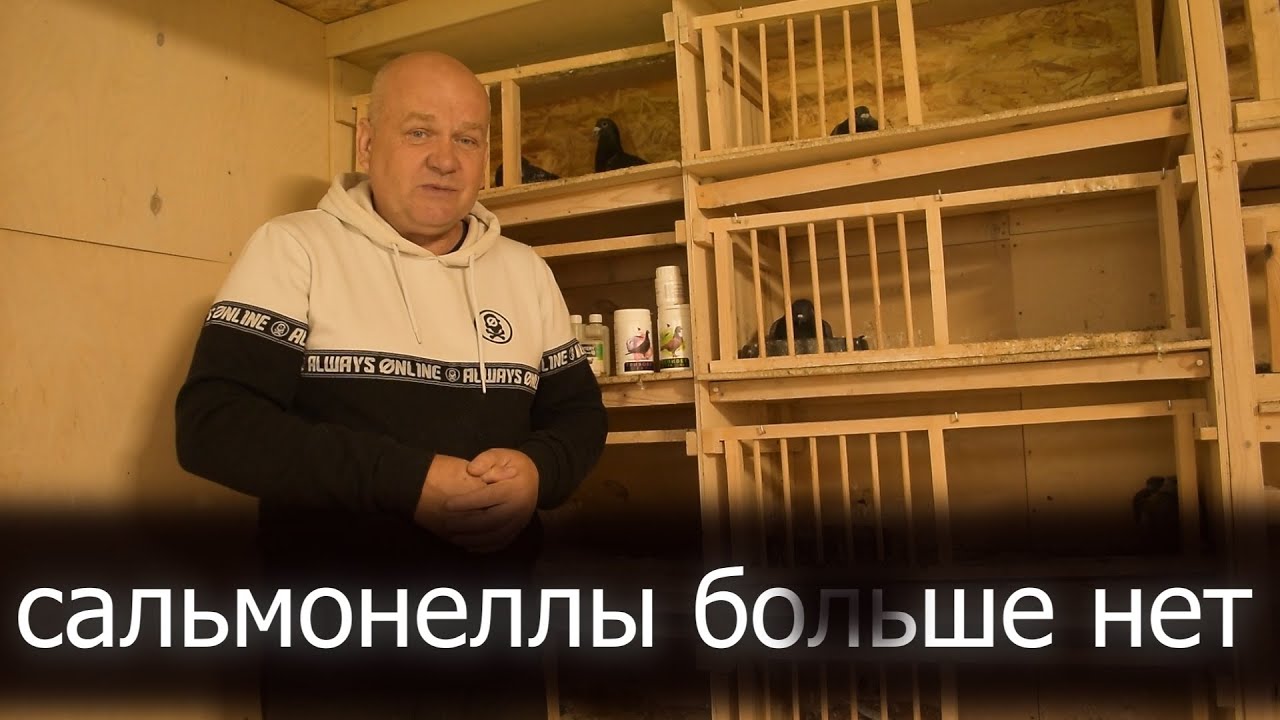 Два года без болезни. Голубка прилетела через 60 дней.
