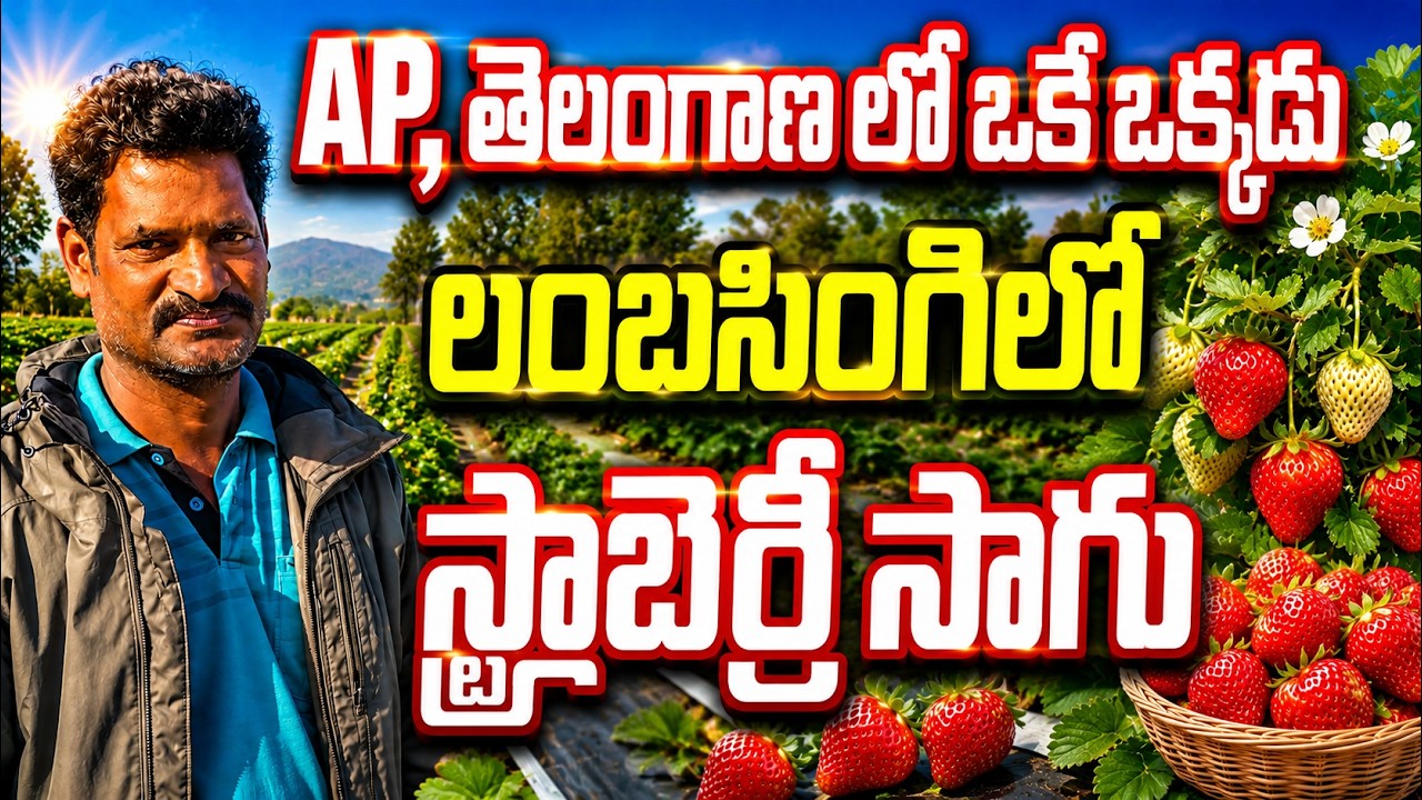 స్ట్రా బెర్రీ సాగు సూపర్ | strawberry farming | bhumiputhra telugu