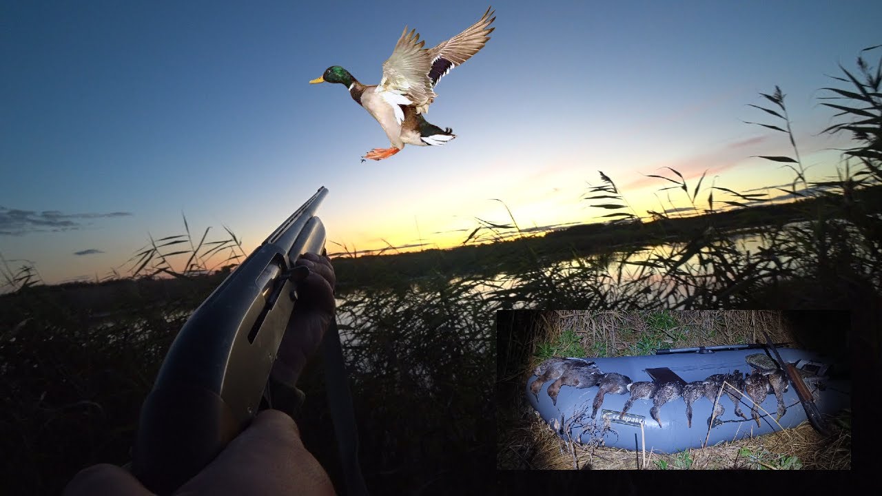 Отличная ВЕЧЁРКА! Охота на утку!!!Я такого НЕ ОЖИДАЛ!!! #охота #hunting #охотанауток #duck