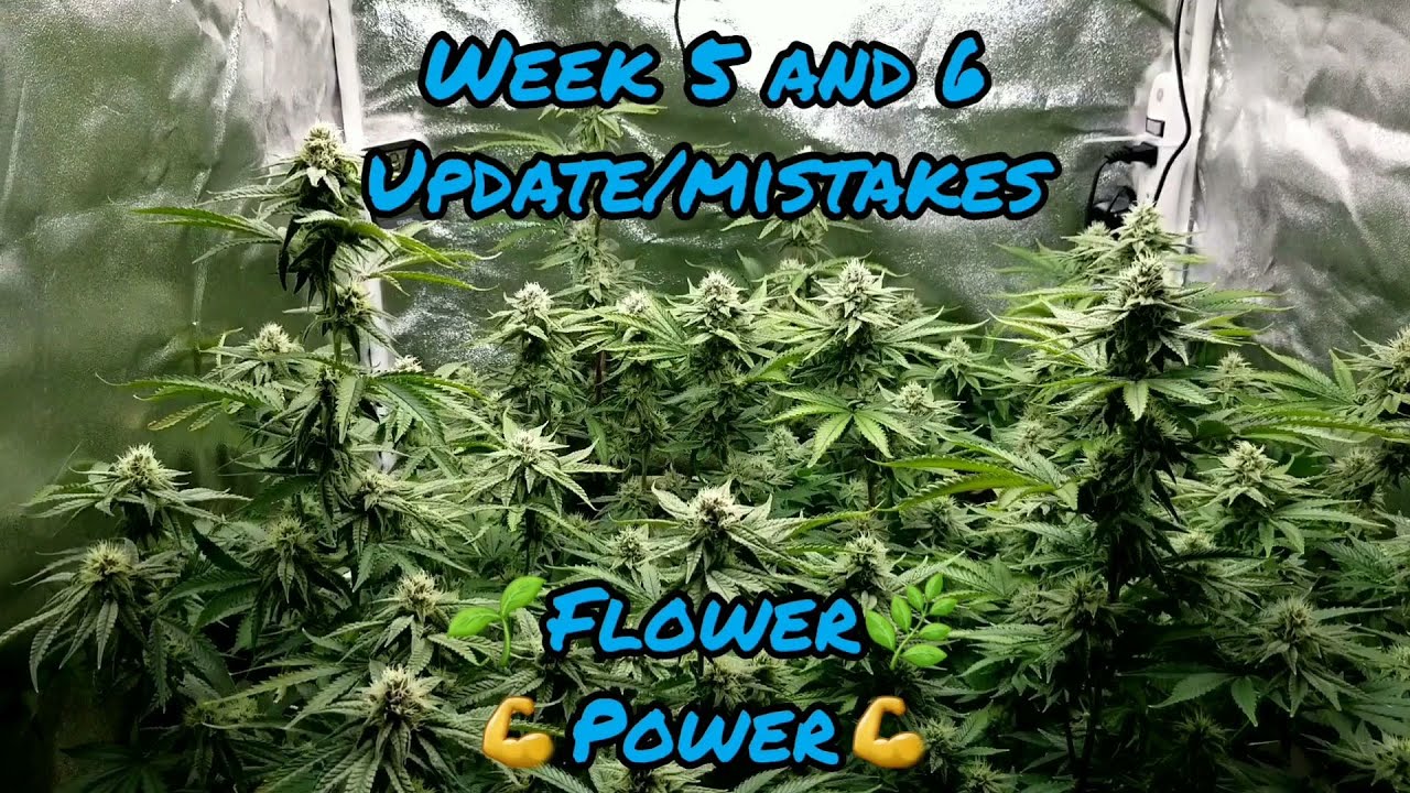 Weeks 5 & 6 Lava Cake 🌋🎂 & Do-Si-Dos 🍪🧁 in a EZHYDROGROW kit running a Mars Hydro TSW2000 led