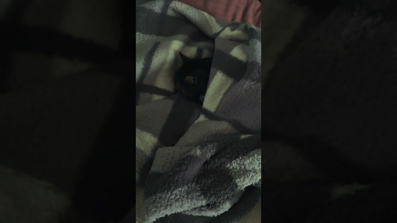 #cat #kitten #cute #animation #funnycats #dogs