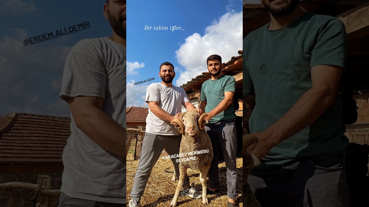 safkan karacabey merinosu #koyun #farming #merinos #koc#sheep #merino #k&ouml;y #&ccedil;ift&ccedil;i &ccedil;ift&ccedil;i #&uuml;retim