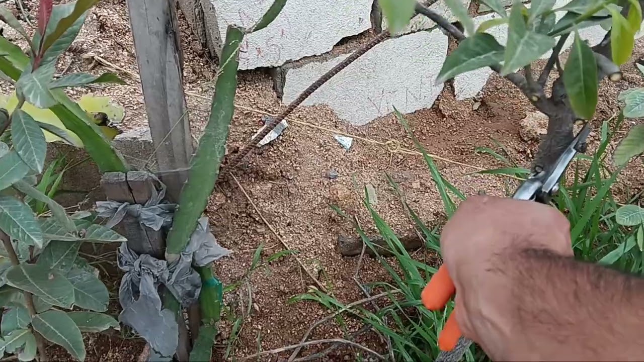 Como podar arbolea tropicales