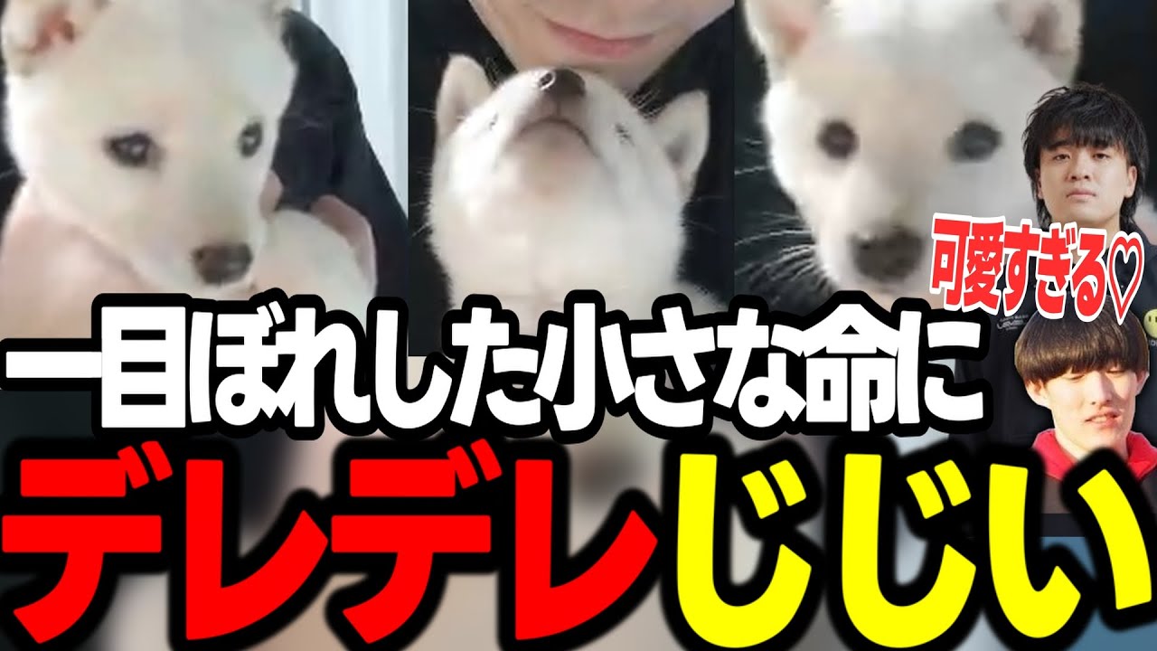 【ご報告】とってもかわいい家族が増えました【APEX/RIDDLE ORDER/saku/ゆきお/うみちゃんらぶち】