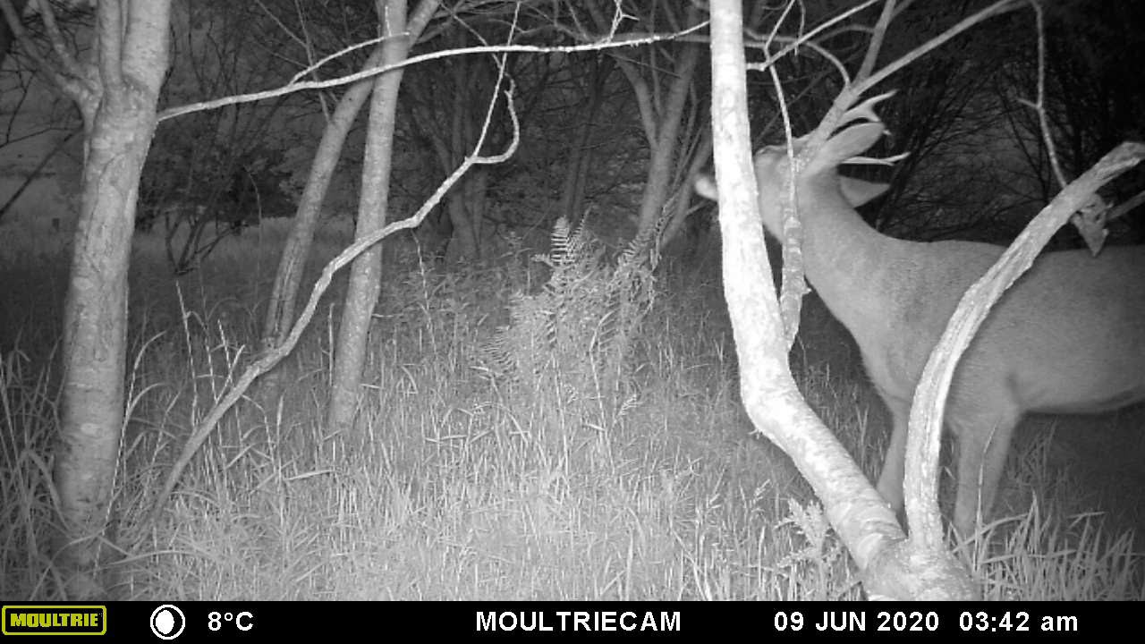 Roe Deer buck scent marking