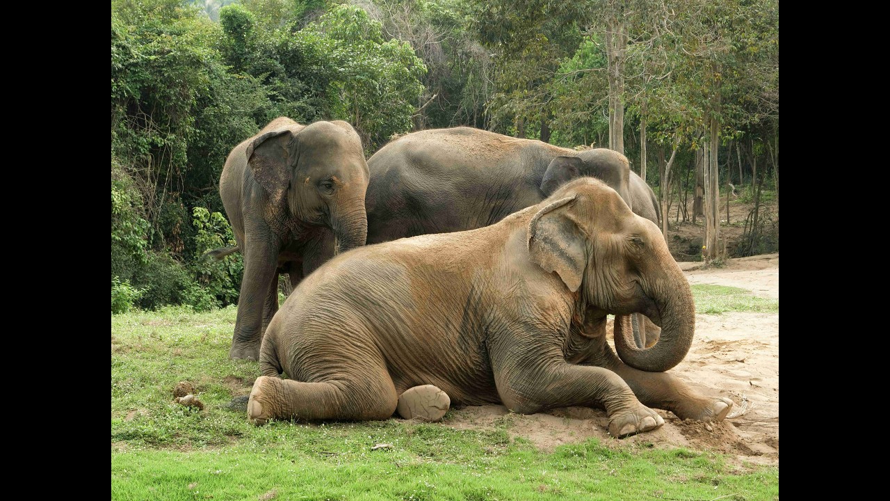Positive News - Acupuncture for Rescued Elephants Provides Relief from Chronic Pain and Nerve Damage