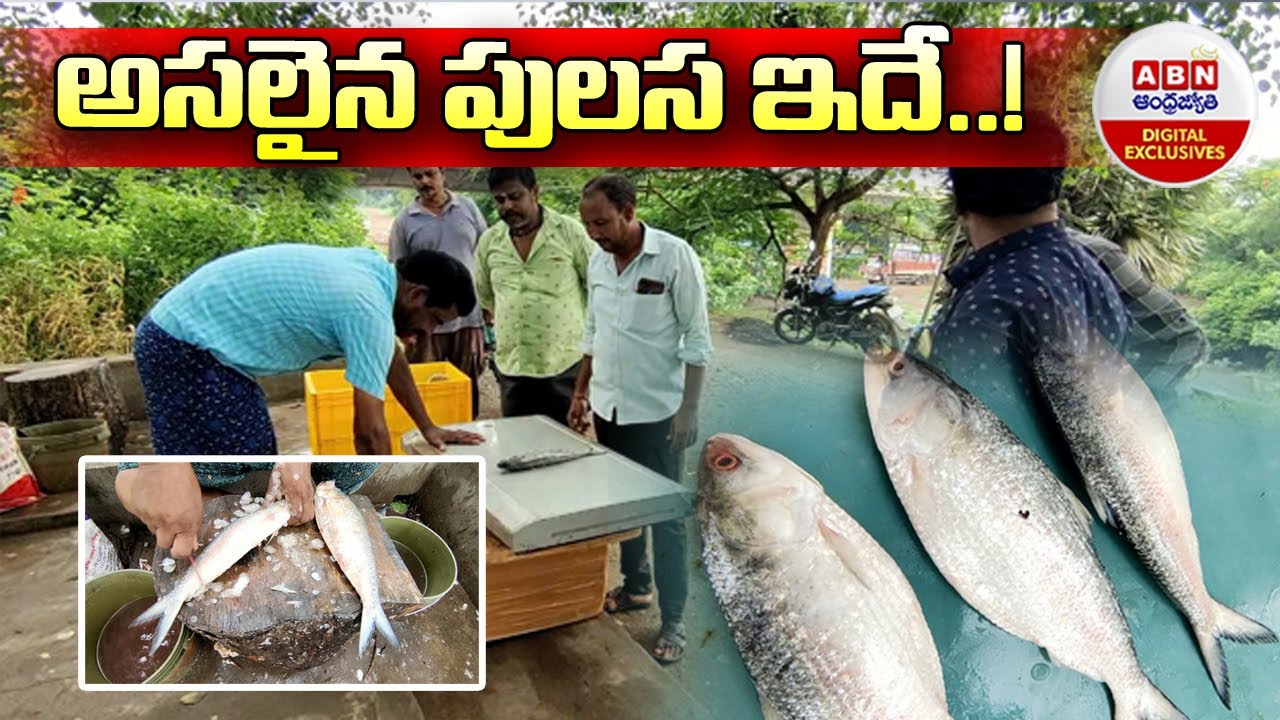 Godavari's Famous Pulasa Fish : అసలైన పులస ఇదే..! | ABN Digital Exclusives