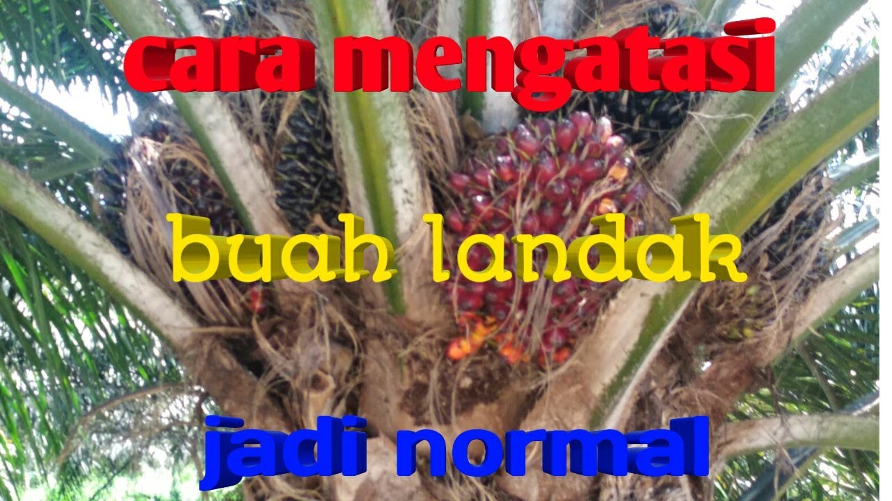 Cara mengatasi sawit berbuah LANDAK JADI NORMAL