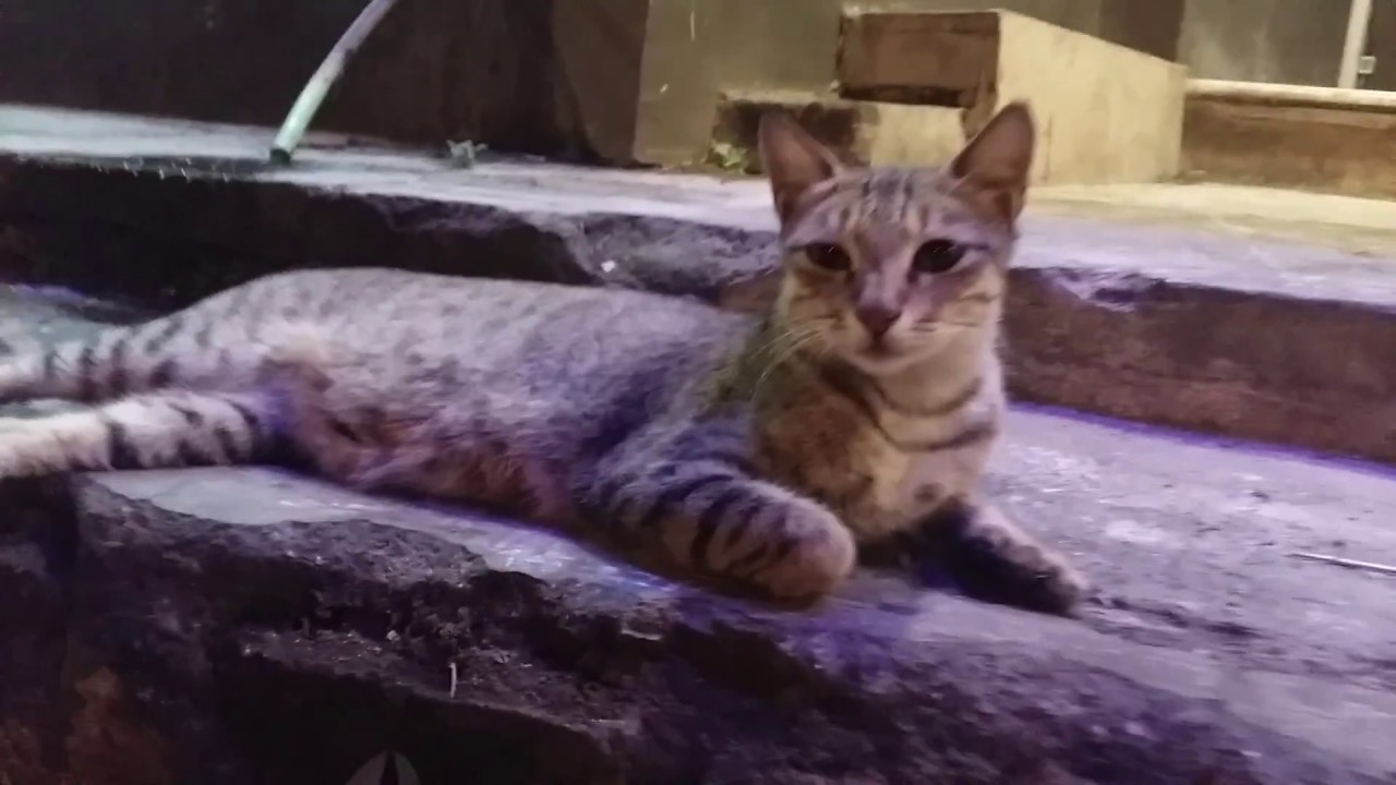 Great Indian street Cats at the kabab shop in Mumbai