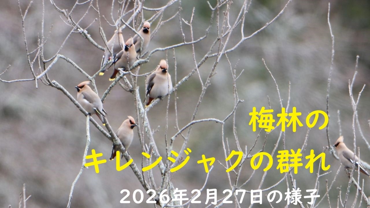 梅林にキレンジャクの群れ