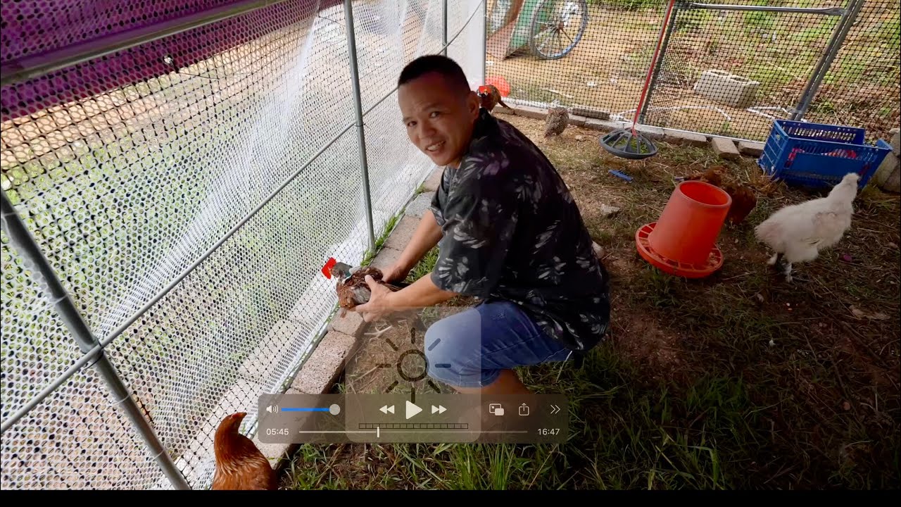 流浪者退隱茶山過田園生活，買了幾隻七彩山雞，養雞棚活躍起來了