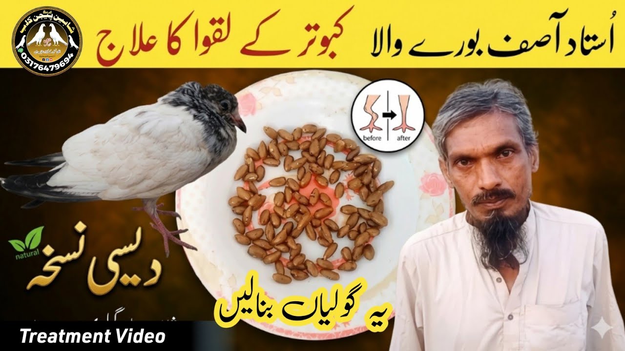 Kabotar Kay Laqwa Ka Ilaj | Ustad Asif Burewala | Treatment Video By Shaheen Birds Gallery 10/8/2025