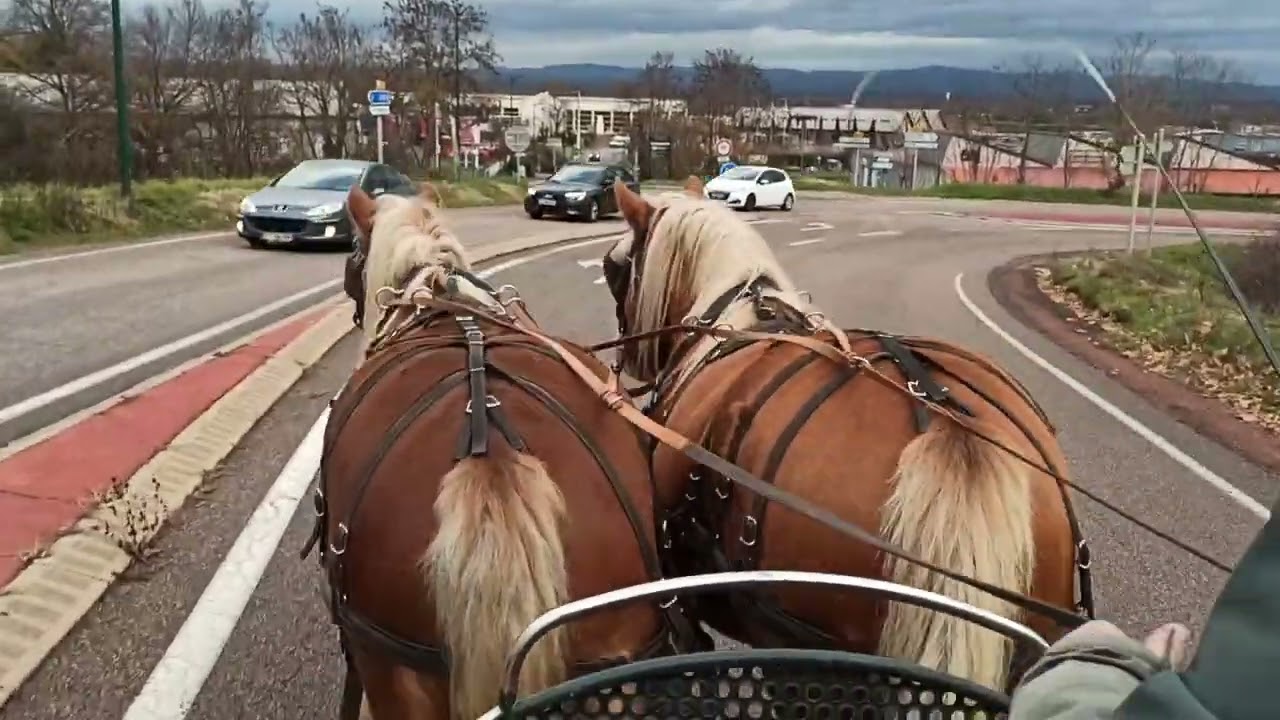 Heidi & Isabelle Vend paire de très belle jument comtoise pp