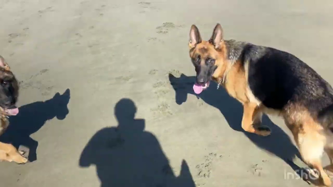 Pastor Alemán paseando. Día de playa!